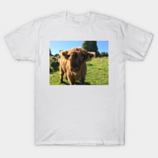 Scottish Highland Cattle Calf 1494 T-Shirt